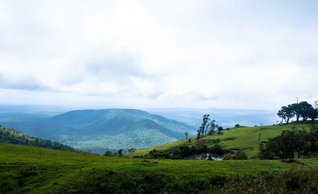 谢苏组合 谢苏组合
